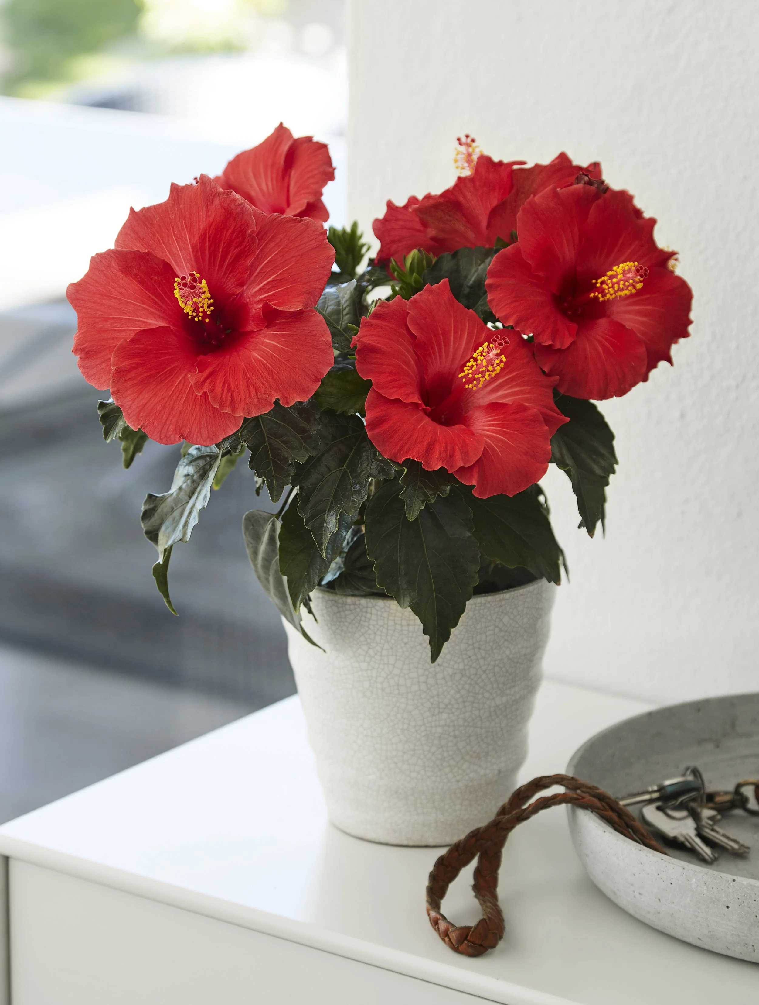 HibisQs® Care — Graff-Breeding A/S